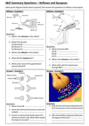 SB2i - Reflexes & Synapses Summary Questions (Edexcel Single Biology ...