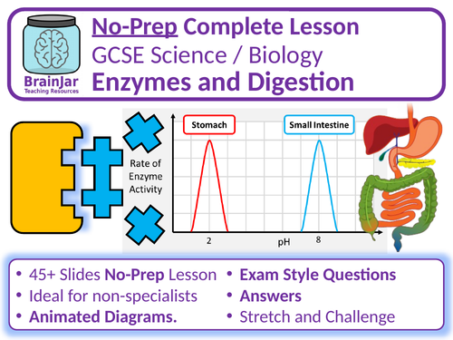 Enzymes and Digestion Biology Diagrams