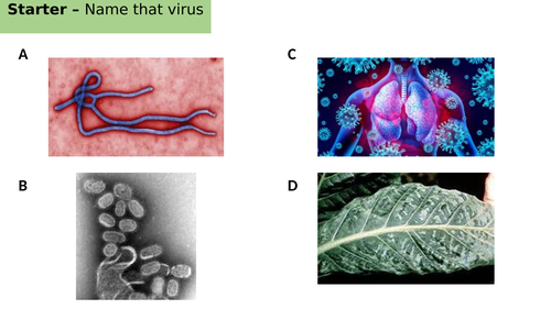 Edexcel IGCSE Biology Section 1 Lesson 6 Viruses