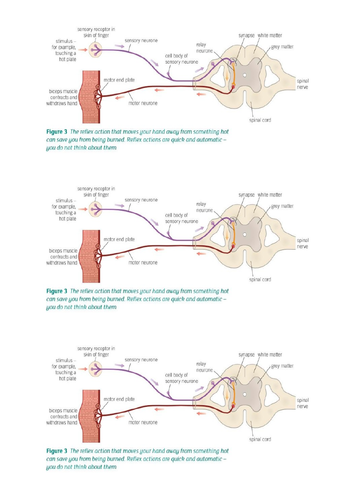 Aqa A Level Biology 36 Organisms Respond 3 And 4 Reflexes And Receptors Teaching Resources 0604