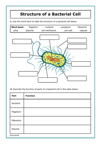 Structure of a Bacterial Cell + Answers