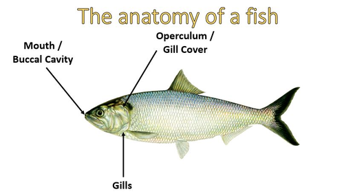 Gas Exchange in Mammals, Insects & Fish. Spirometry. All Major Exam ...