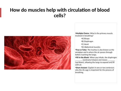 7C: Exploring Science - Muscles and Bones | Teaching Resources