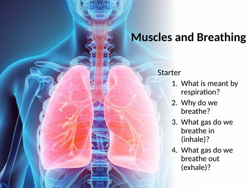 7C: Exploring Science - Muscles and Bones | Teaching Resources