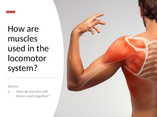 7C: Exploring Science - Muscles and Bones | Teaching Resources