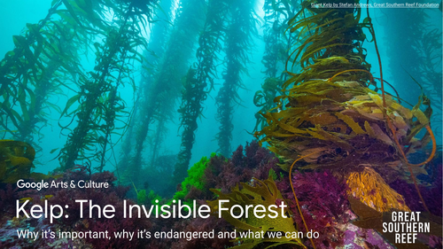 The Invisible Forest Under The Sea