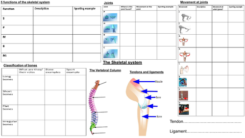 GCSE PE Edexcel- The Skeletal System revision | Teaching Resources