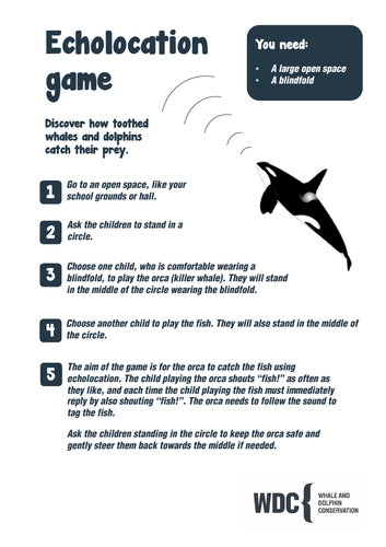 Whale and Dolphin food chains and webs resource pack Free Biology Diagrams