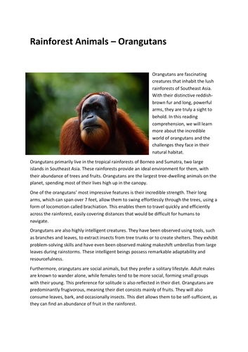 Rainforest Animals – Orangutans