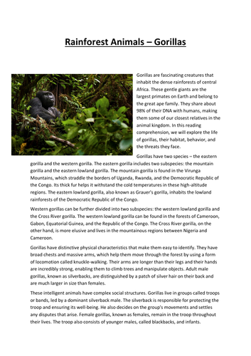 Rainforest Animals – Gorillas