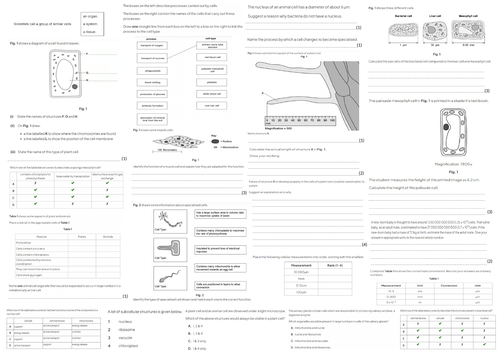 IGCSE CIE A3 Exam sheet - Organisation