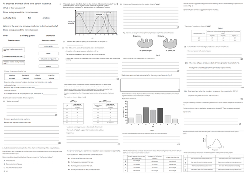 IGCSE CIE A3 Exam sheet - Enzymes