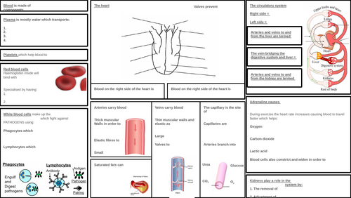 IGCSE Section 5 - blood and organs Revision poster Biology Combined ...