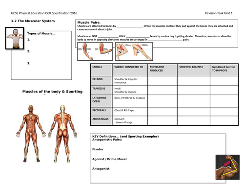 GCSE PE [OCR] – Paper 1 & 2 – Year 11 Examination Revision | Teaching ...