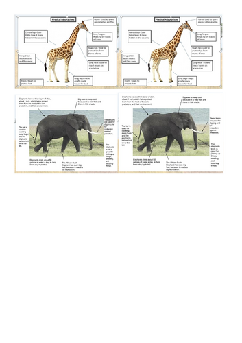 Savanna Animal Adaptations