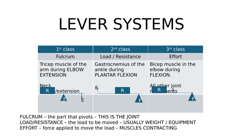 lever systems and Types of muscular Contractions Powerpoint with ...