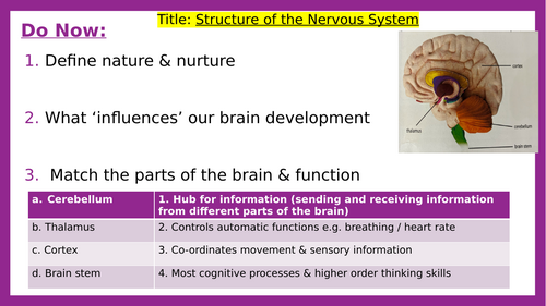 Nervous System & Fight or Flight Response (2 lessons) | Teaching Resources