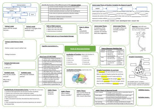 Knowledge Organiser/Revision - Brain and Neuropsychology | Teaching ...