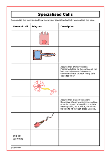 Specialised Cells