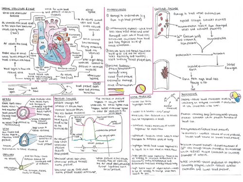 A Level Biology Heart, CVD, Clotting Cascade, Atherosclerosis Knowledge ...