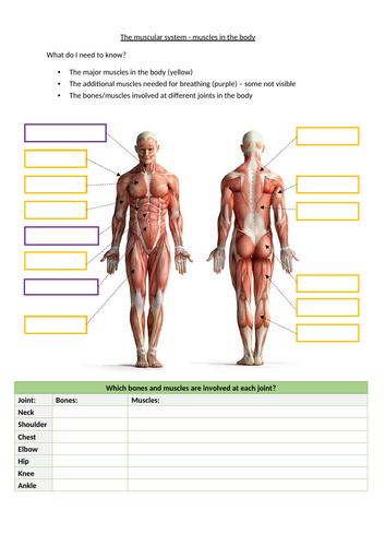 OCR GCSE PE - The muscular system - muscles in the body - Student ...