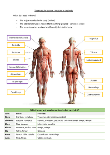 OCR GCSE PE - The muscular system - muscles in the body - Student ...