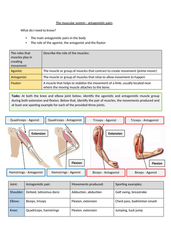 OCR GCSE PE - The muscular system - antagonistic pairs - Student ...