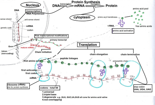 Protein synthesis: Cambridge AS level Biology Diagram | Teaching Resources