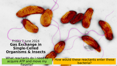 6.2 Gas Exchange in Single-Celled Organisms and Insects