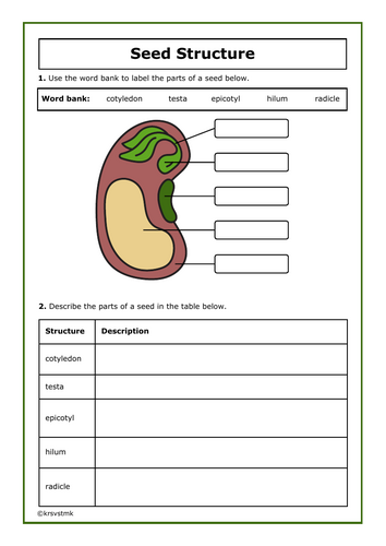 Seed Structure + Answers