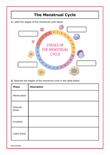 The Menstrual Cycle + Answers