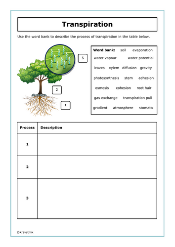 Transpiration + Answers