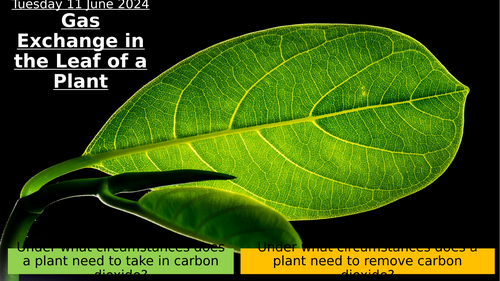 6.4 Gas Exchange in the Leaf