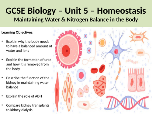 Gcse Biology The Kidneys Teaching Resources