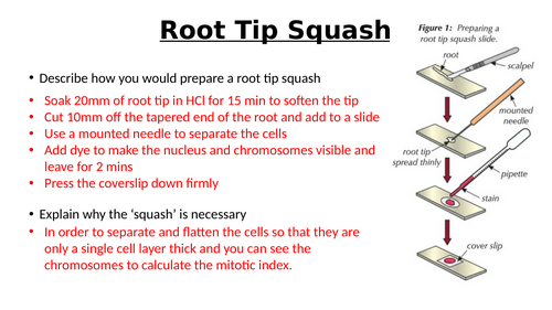 A-Level AQA Biology - Mitosis and Cancer