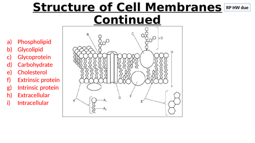 A-Level AQA Biology - Facilitated Diffusion