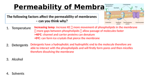 A-Level AQA Biology - Required Practical Membrane Permeability