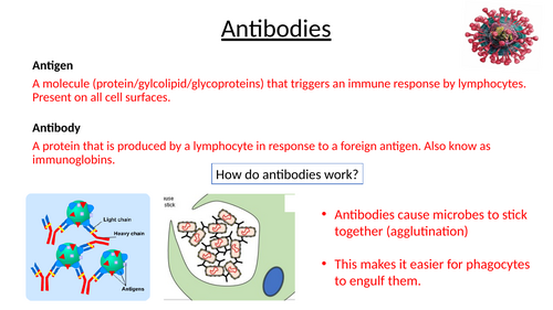 A-Level AQA Biology - Antibodies