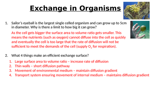 A-Level AQA Biology - Gas Exchange Insects