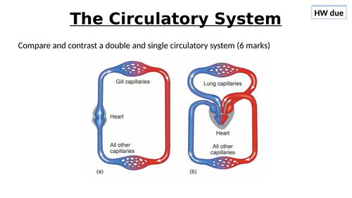 A-Level AQA Biology - Heart Structure