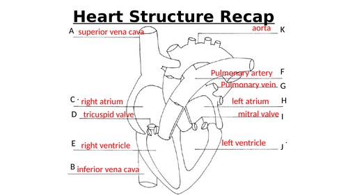 A-Level AQA Biology - Heart Dissection