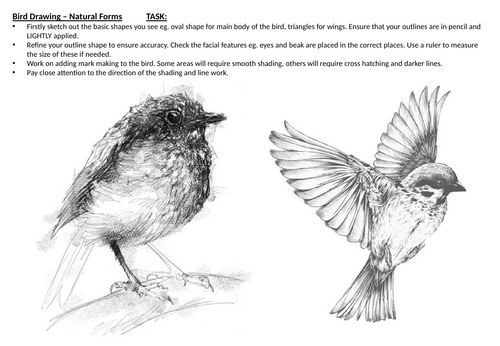 Birds Cover Worksheet / KS3 Mark Making | Teaching Resources