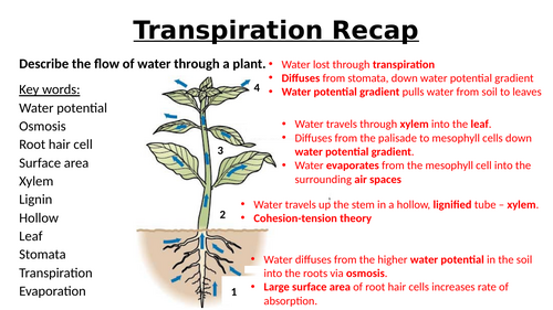 A-Level AQA Biology - Plants Practical Assessment 1