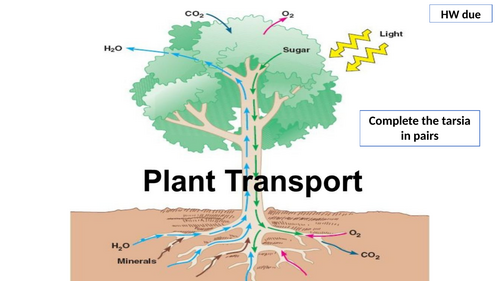 A-Level AQA Biology - Transport in Plants Bundle | Teaching Resources