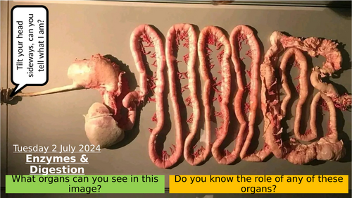 6.9 Enzymes and Digestion