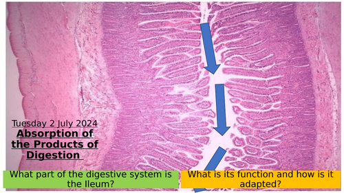 6.10 Absorption of the Products of Digestion