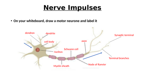 A-Level AQA Biology - Resting + Action Potentials