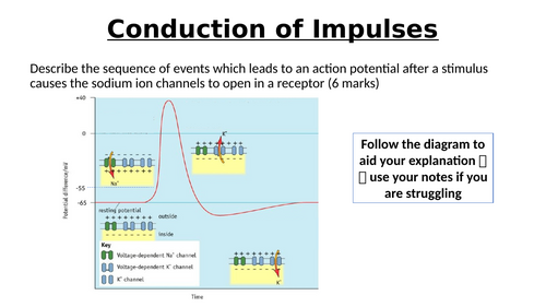 A-Level AQA Biology - Speed of Nerve Impulses