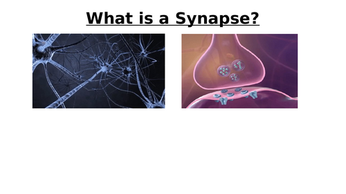 A-Level AQA Biology - Transmission Across a Synapse