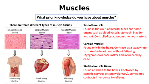 A-Level AQA Biology - Structure of Muscles
